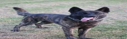 Belgian Shepherd Dog dogs for sale: DH male  - Advert 1
