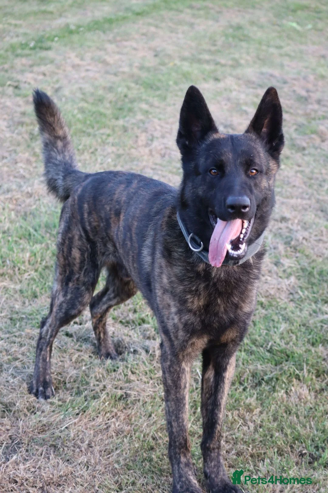Belgian Shepherd Dog dogs for sale: DH male  - Advert 1