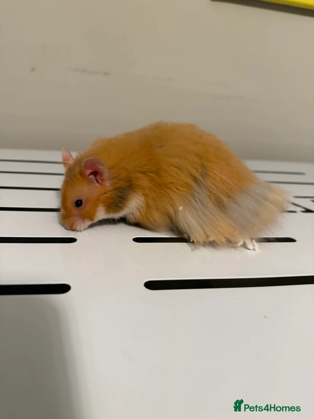 Hamster rodents for sale: Long Haired Cinnamon Male Syrian  - Advert 3