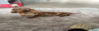 Miniature Dachshund 4