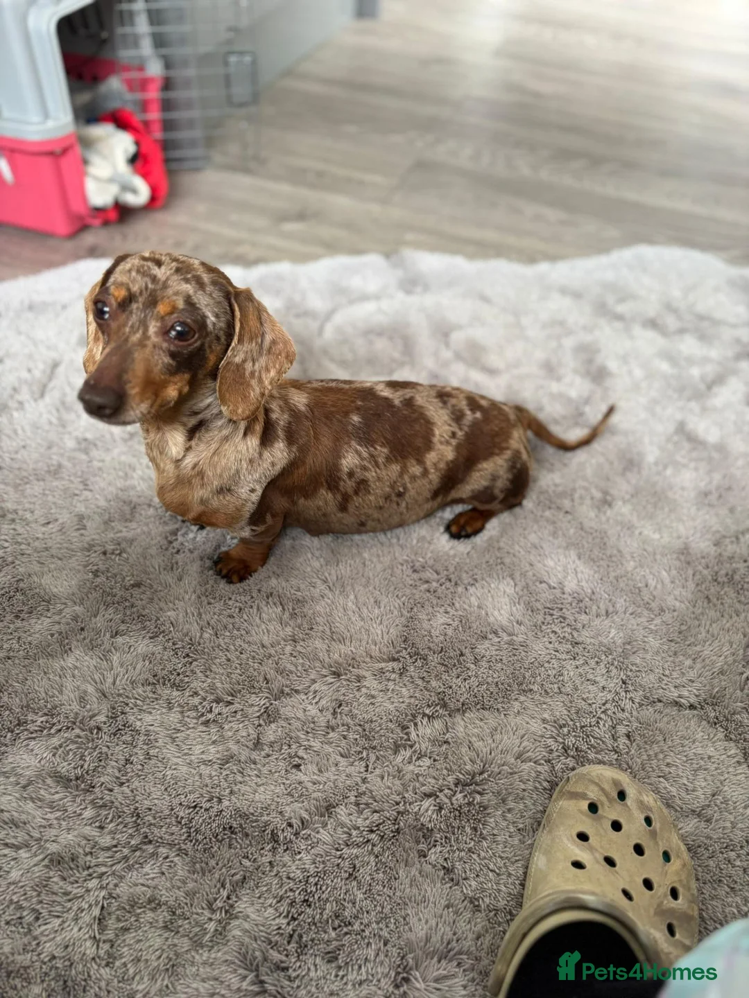 Miniature Dachshund dogs for sale: Adorable Miniature Dachshund Puppies Available in Alva - Advert 5