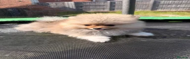 Chia