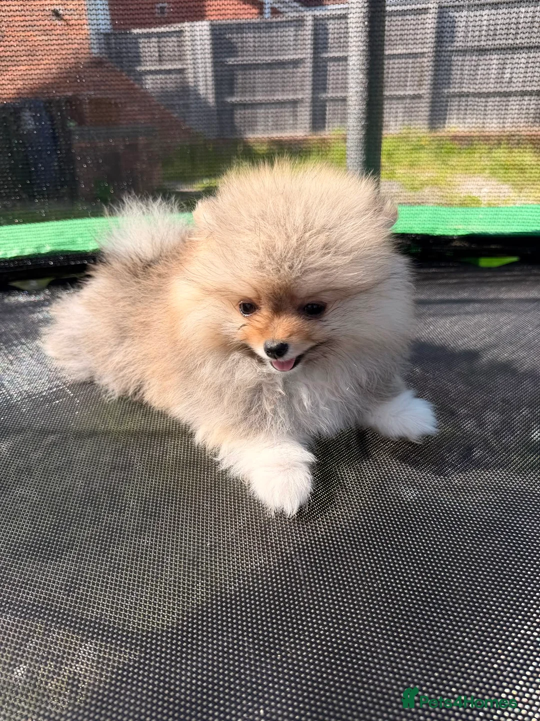 Pomeranian dogs for sale: Super fluffy small cream sable pomeranians - Advert 17