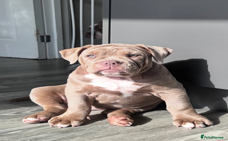 Olde English Bulldogge dogs in Bury Saint Edmunds - Advert 1