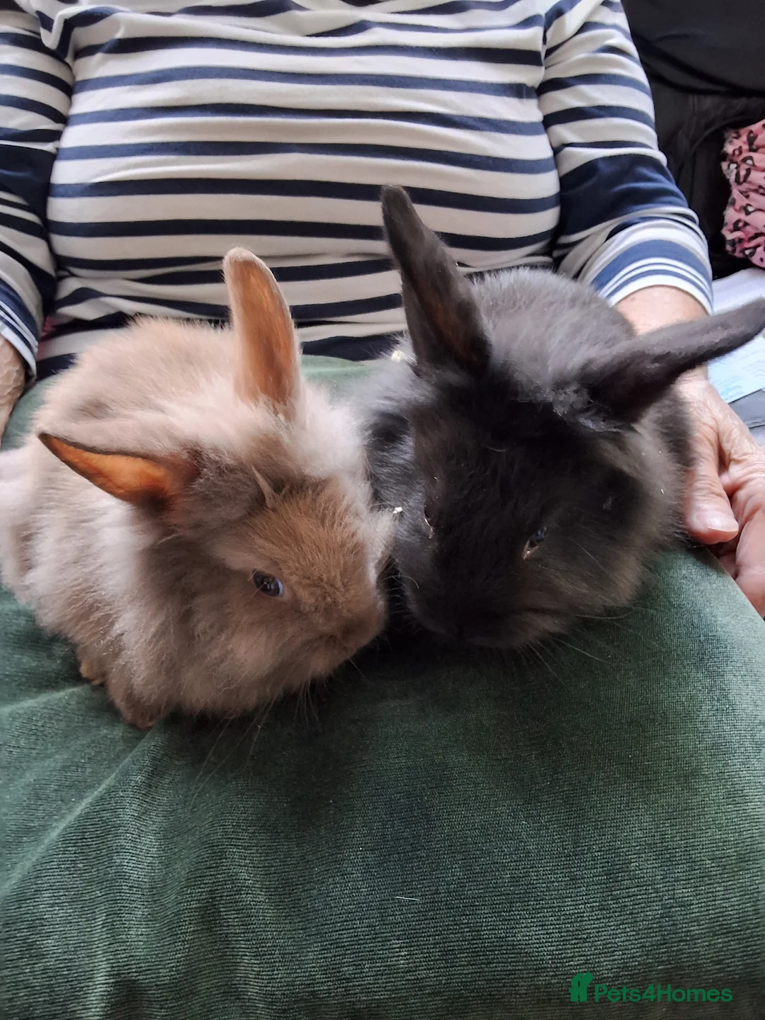 Lionhead rabbits for sale: 6 bunnies - Advert 5