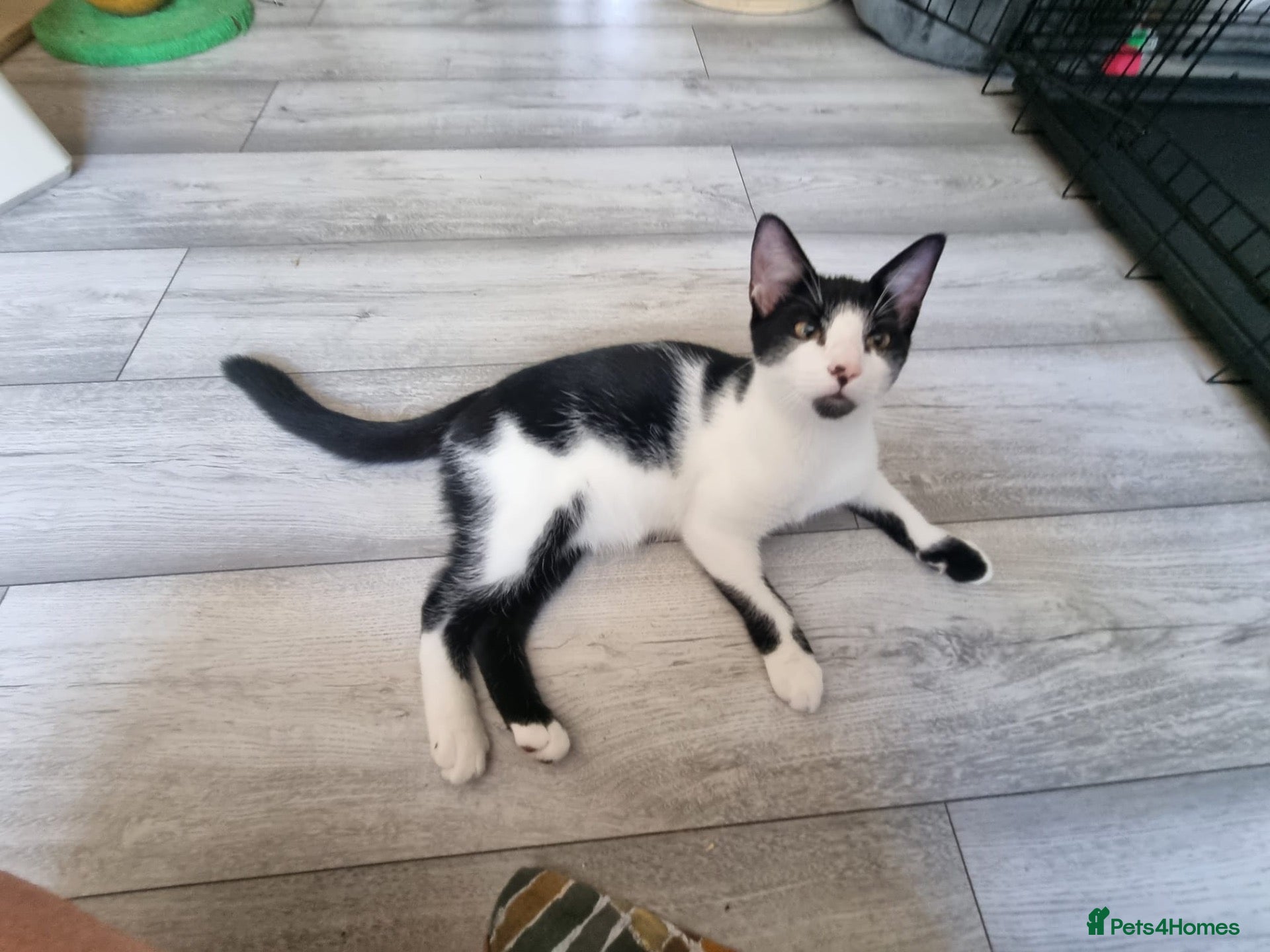 Domestic Shorthair cats Marmite & Alberto - Adopt Cats in Crisis East Ldn - Advert 16
