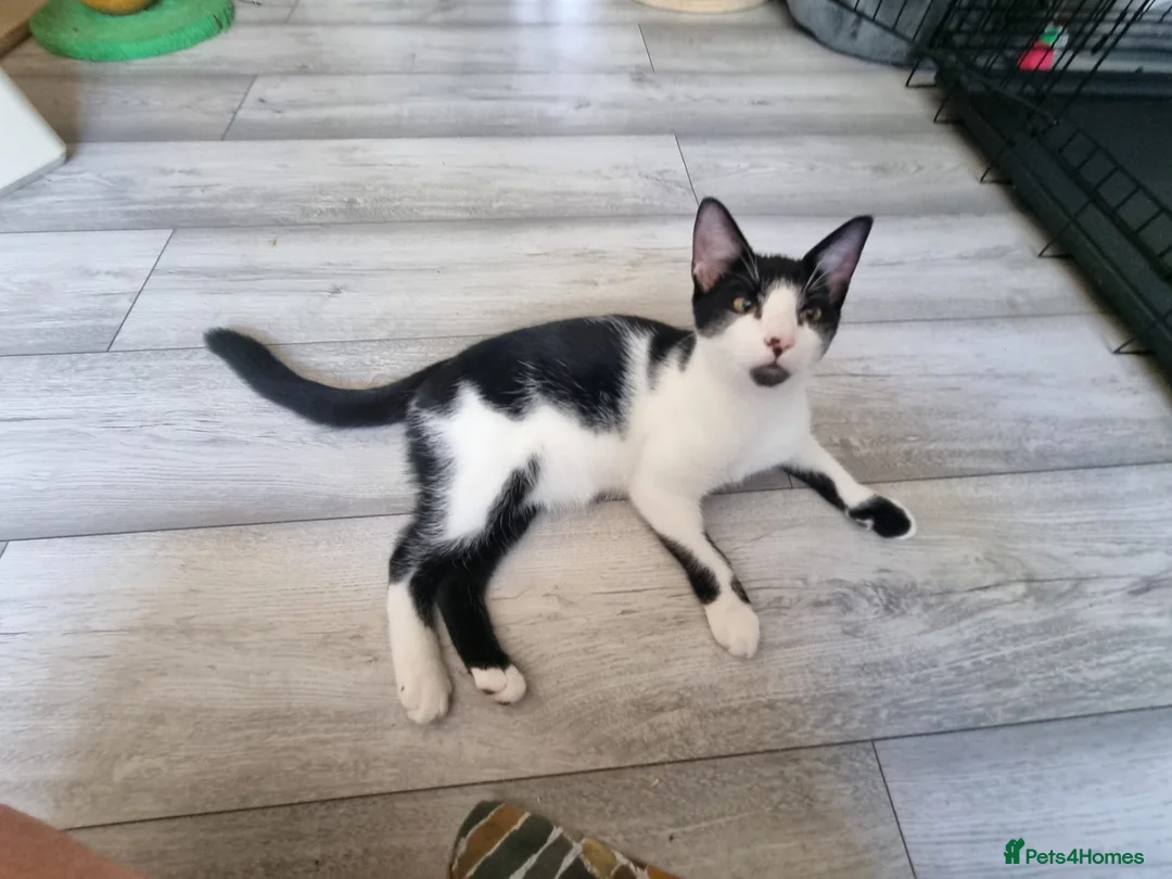 Domestic Shorthair cats for adoption: Alberto - Adopt Cats in Crisis East Ldn - Advert 1
