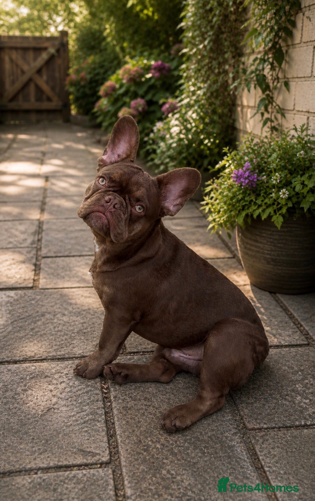 French Bulldog dogs Rojo and tan french bulldog stud - Advert 9