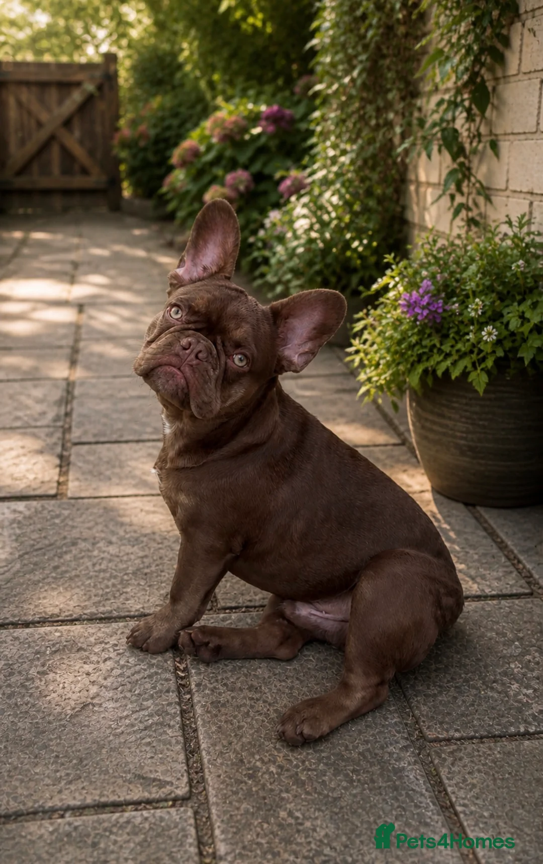 French Bulldog dogs for stud: Rojo and tan french bulldog stud - Advert 1