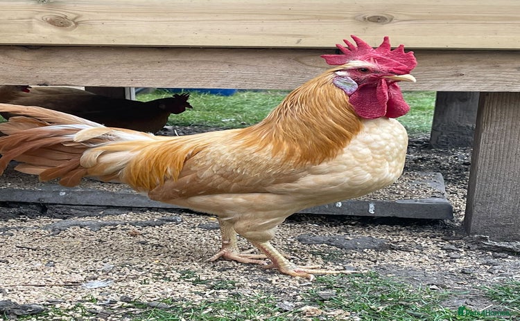 Chickens poultry - Advert 1