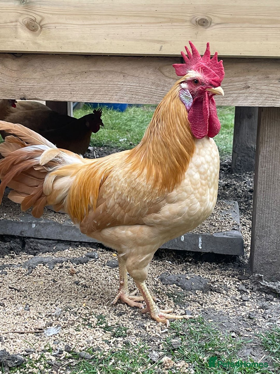 Chickens poultry for sale: Buff bantam leghorn hens and cocks - Image 1