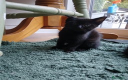 Mixed Breed cats for sale: Ragdoll cross kittens - Image 2
