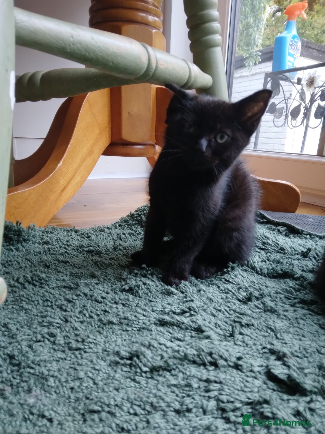 Mixed Breed cats for sale: Ragdoll cross kittens - Image 2