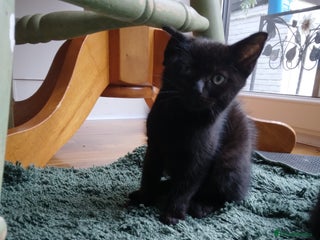 Mixed Breed cats - Advert 11