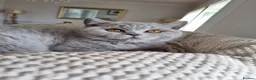 British Shorthair cats for sale: British blue/cream tortie girl.  - Advert 8