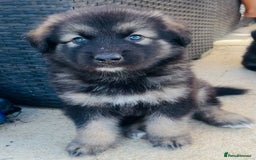 Mixed Breed dogs for sale: Alaskan Shepherd Puppies offers accepted  - Image 22