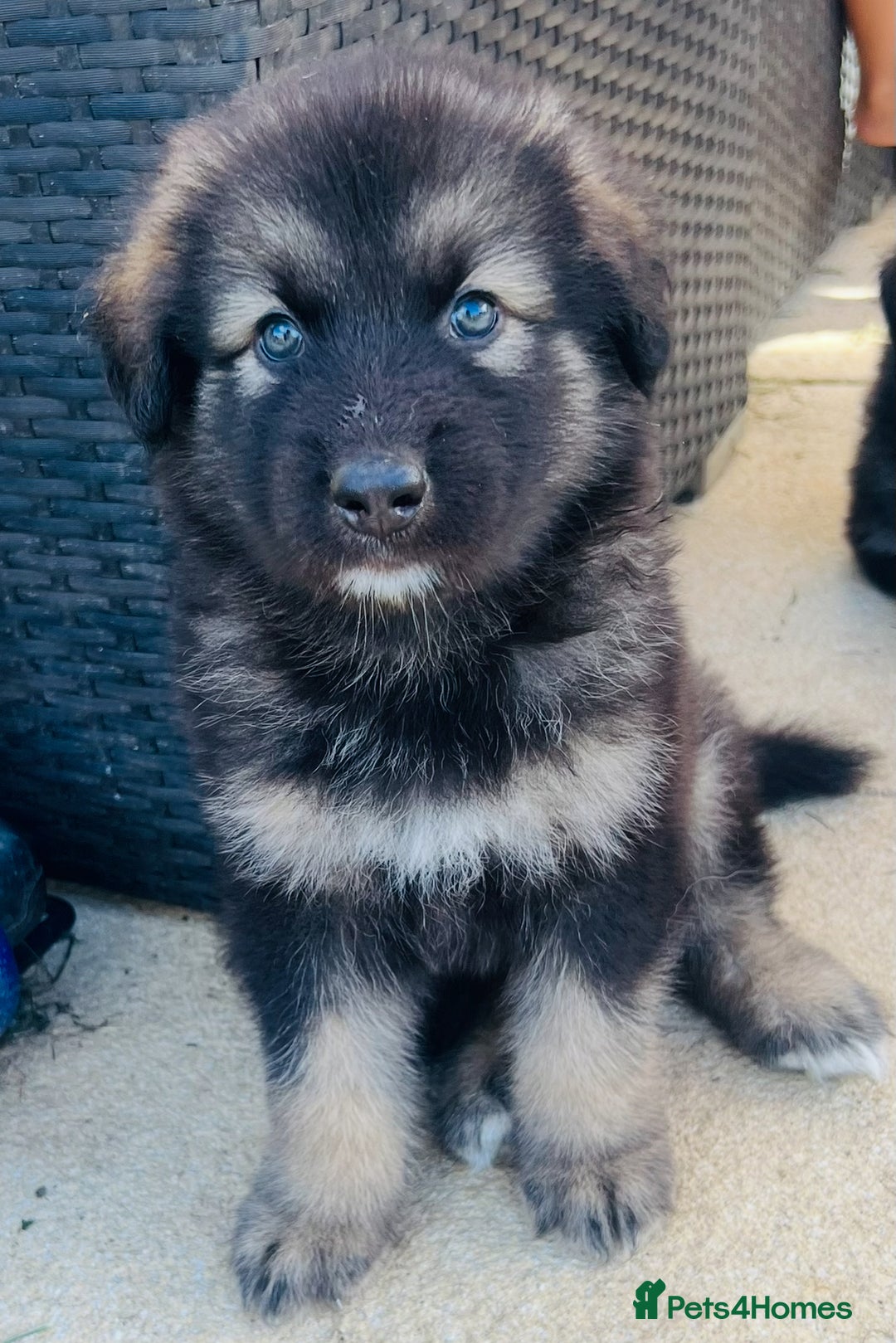 Mixed Breed dogs for sale: Alaskan Shepherd Puppies offers accepted  - Image 22