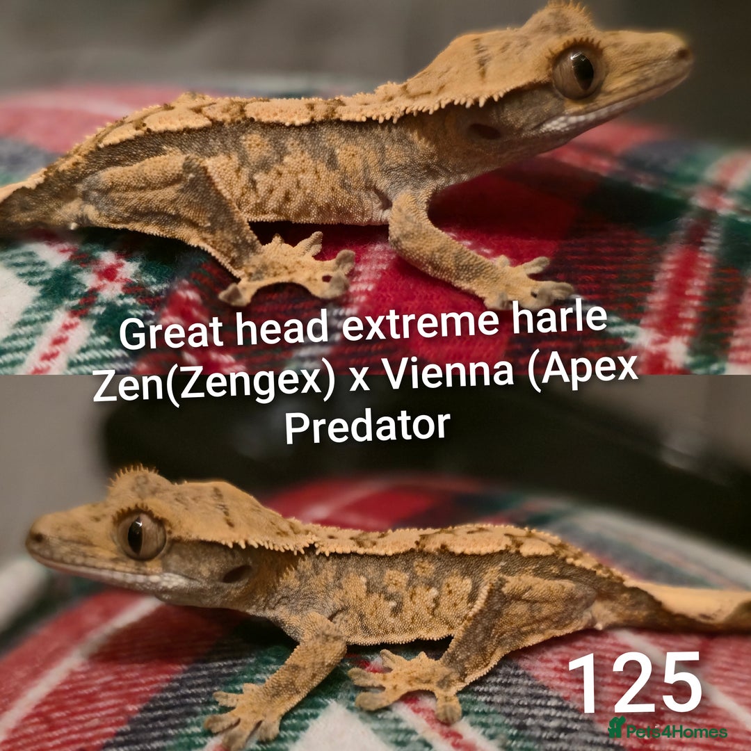 Gecko reptiles for sale: Juvenile Crested geckos  - Advert 5