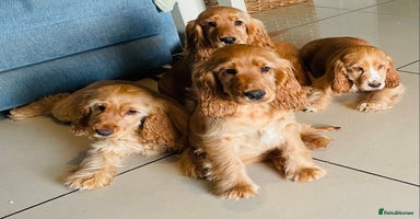 Cocker Spaniel dogs - Advert 7