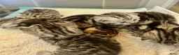 British Shorthair cats for sale: 🐾 Stunning litter of British Shorthairs 🐾 - Advert 19
