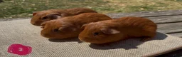 Guinea Pig rodents for sale: Beautiful baby guinea pigs. Golden, FUNKY, Swiss - Advert 7