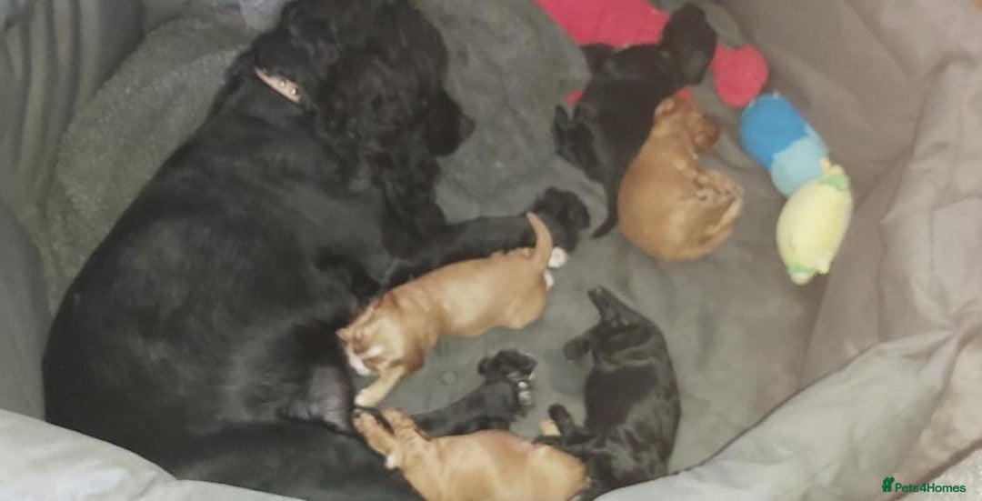 Cocker Spaniel dogs for sale: Cocker Spaniel Puppies for Sale - Image 2