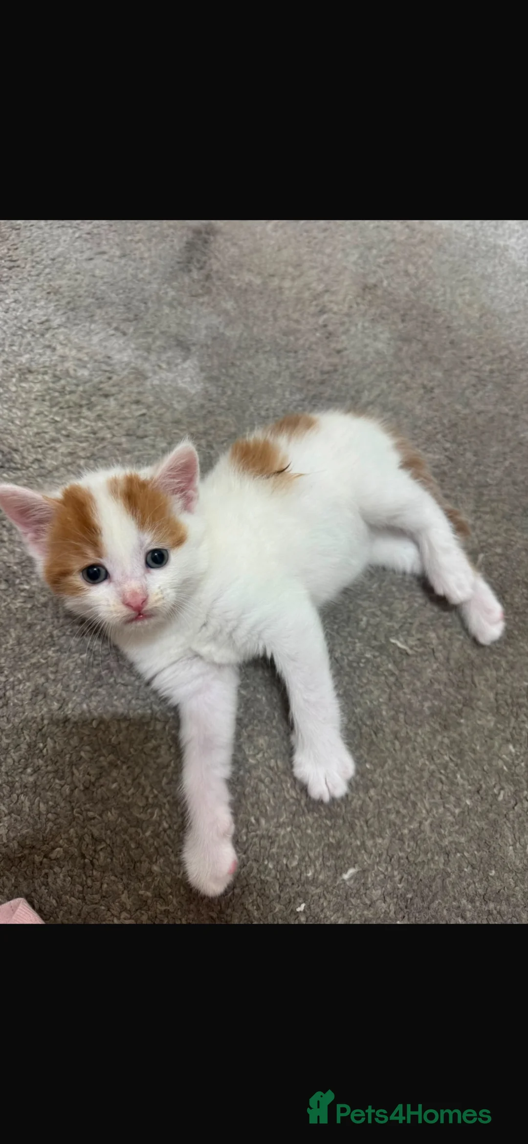 Mixed Breed cats for sale: Ginger and white male kitten  - Advert 2