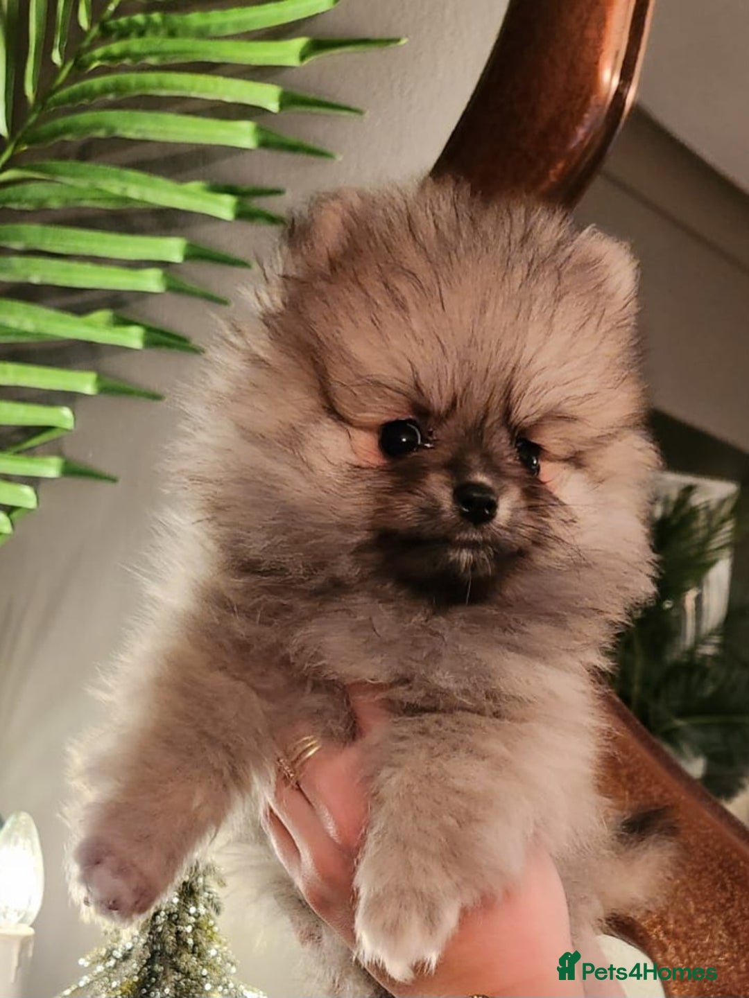 Pomeranian dogs for sale: K C registered beautiful Pomeranians - Advert 6
