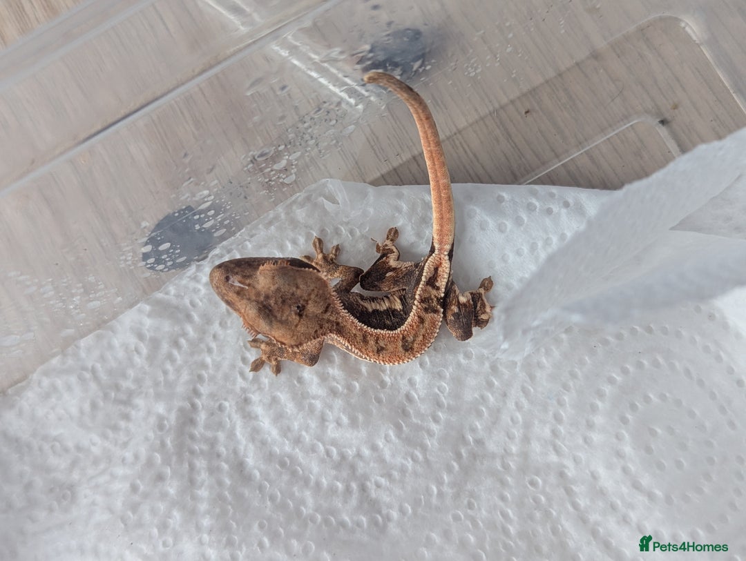 Gecko reptiles for sale: Lily White Crested Gecko - Image 3