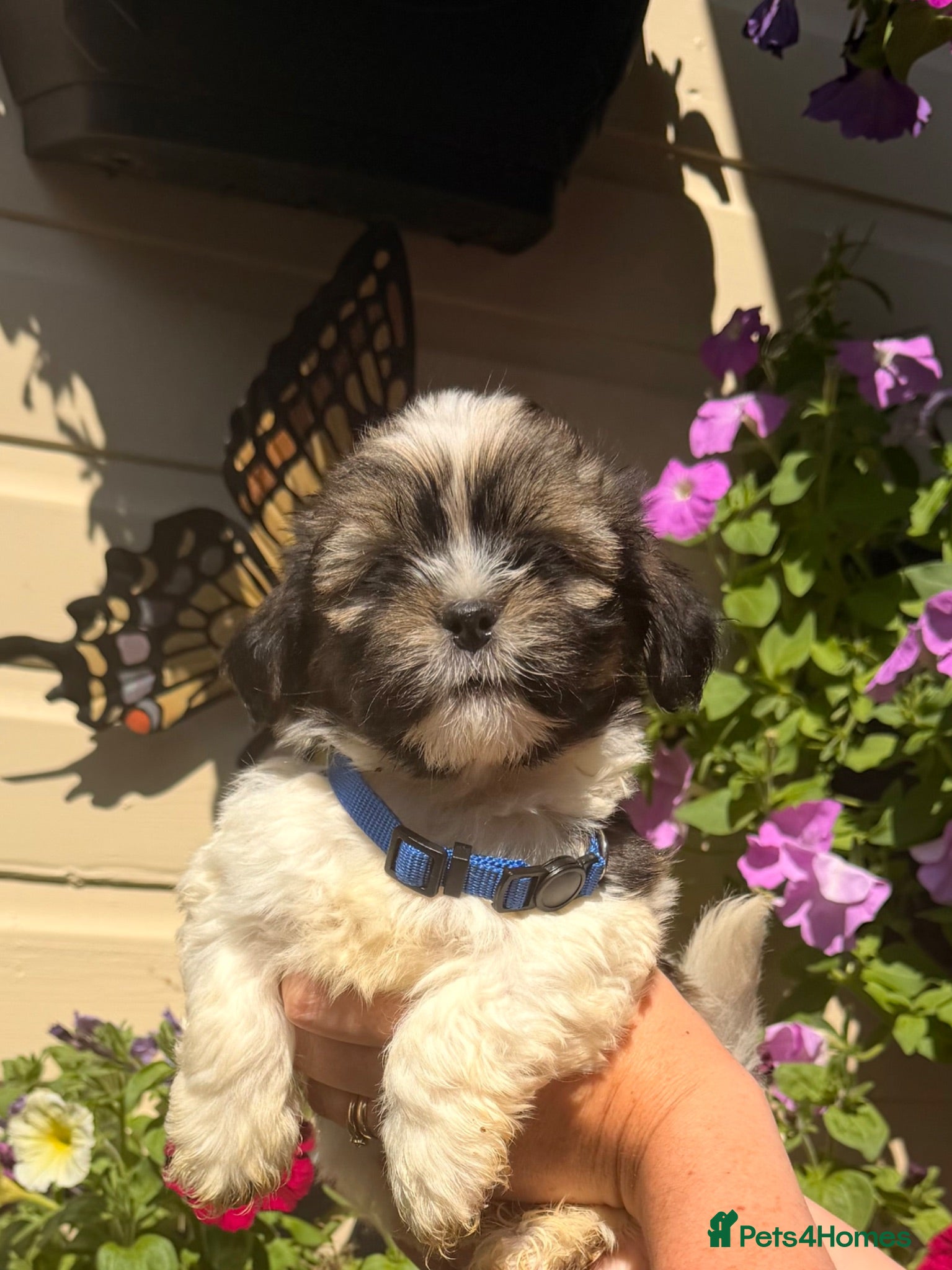 Lhasa Apso dogs Lhasa Apso puppies for sale, Ready now - Advert 1