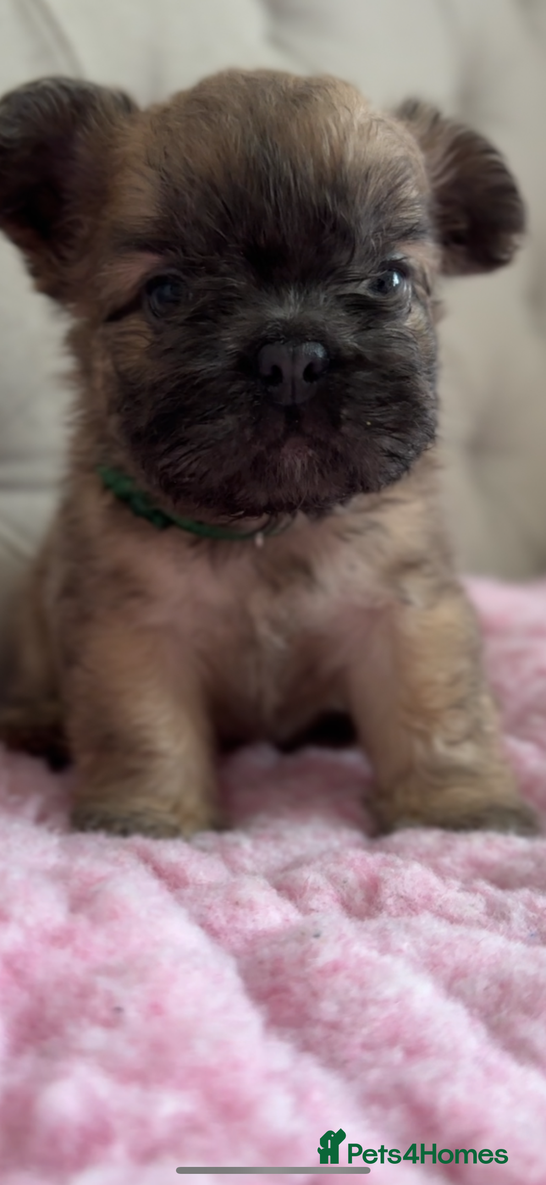 French Bulldog dogs for sale: French bulldog, Floodles, Furnishings  - Image 5