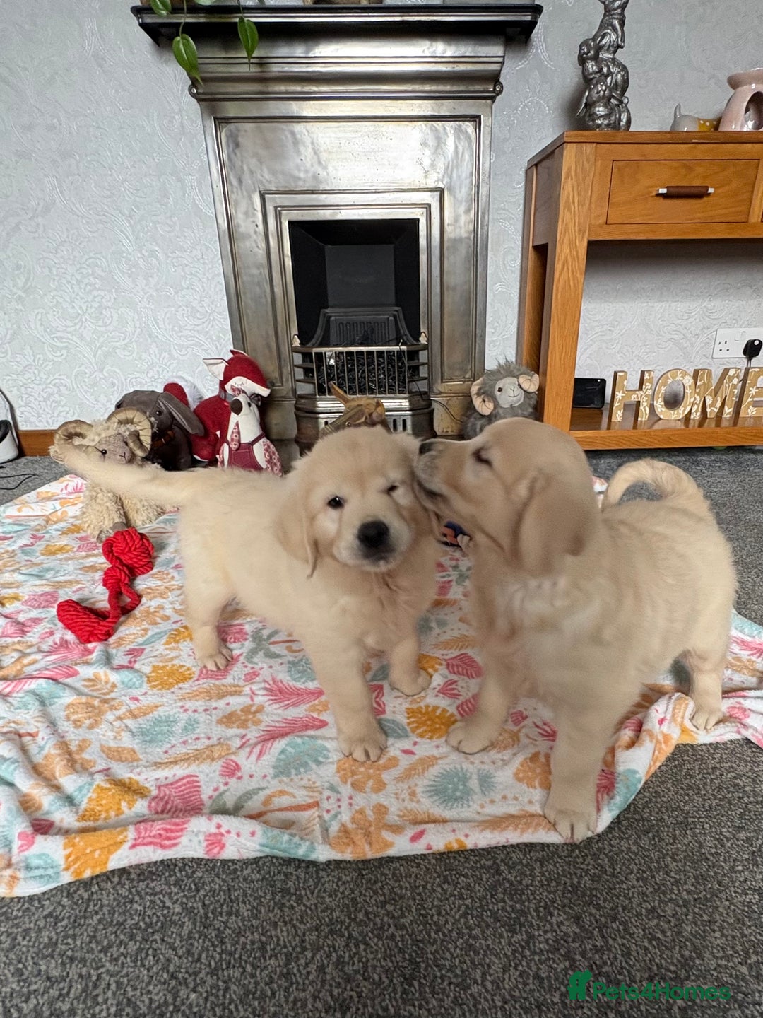 Golden Retriever dogs for sale: Golden retriever puppies  - Image 24