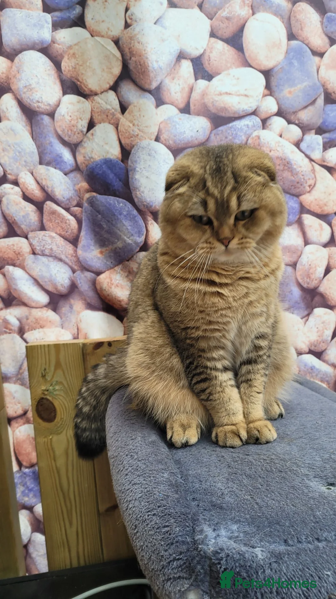 Scottish Fold cats for stud: STUD SERVICE AVAILABLE SCOTTISH FOLD  IN CROYDON  - Advert 2