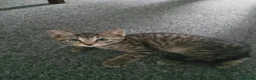 Mixed Breed cats for sale: 3 beautiful kittens needing forever homes  - Advert 1