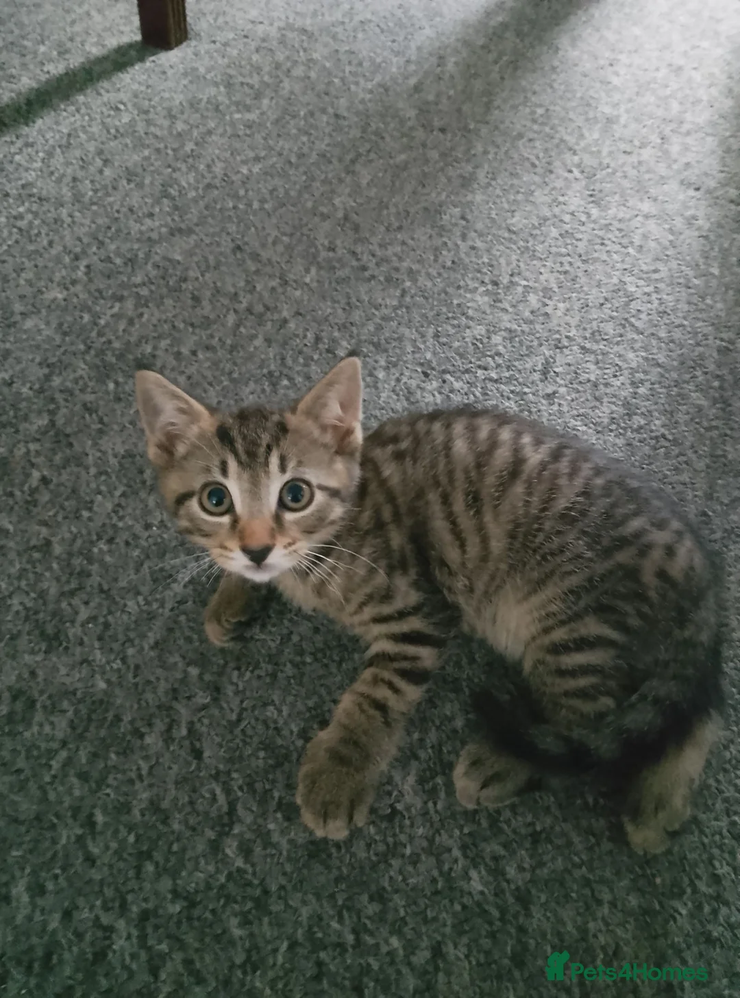 Mixed Breed cats for sale: 3 beautiful kittens needing forever homes  - Advert 1