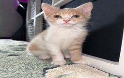 Mixed Breed cats for sale: Beautiful male kitten - Image 2