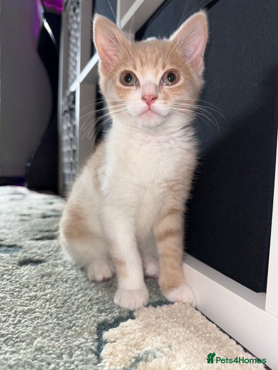 Mixed Breed cats for sale: Beautiful male kitten - Image 2