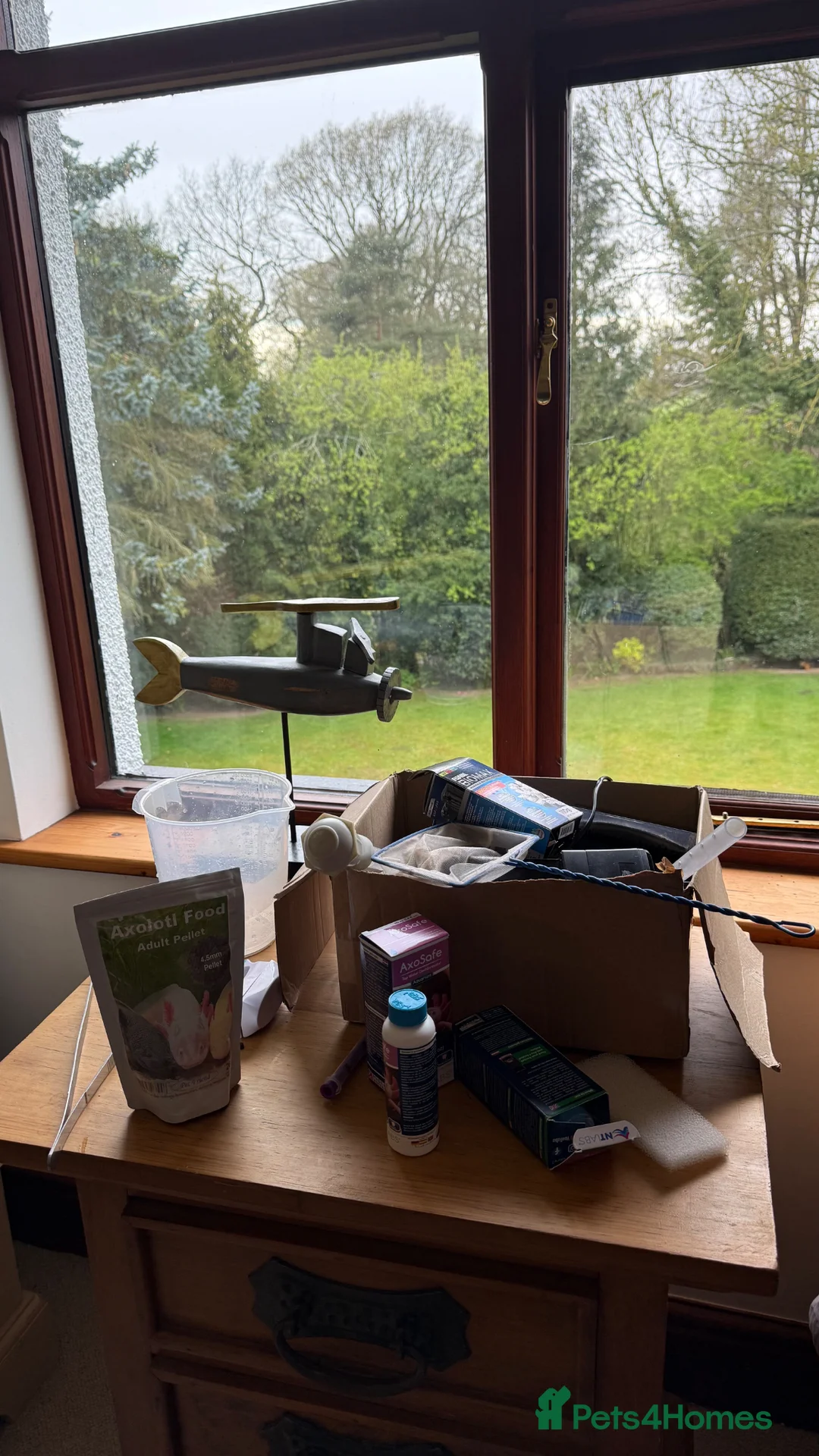 Axolotl reptiles for sale: FEMALE 2 YEARS OLD AXOLOTL COMPLETE TANK SET UP in Knutsford - Advert 8