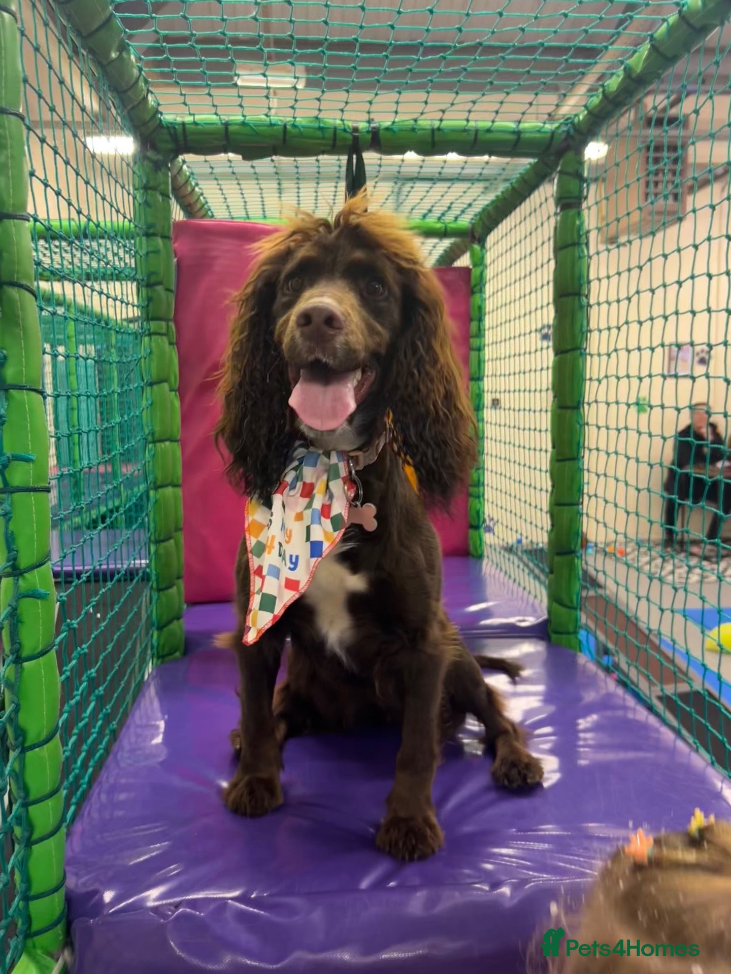 Cocker Spaniel dogs Nellie cocker spaniel 1 year old  - Advert 2