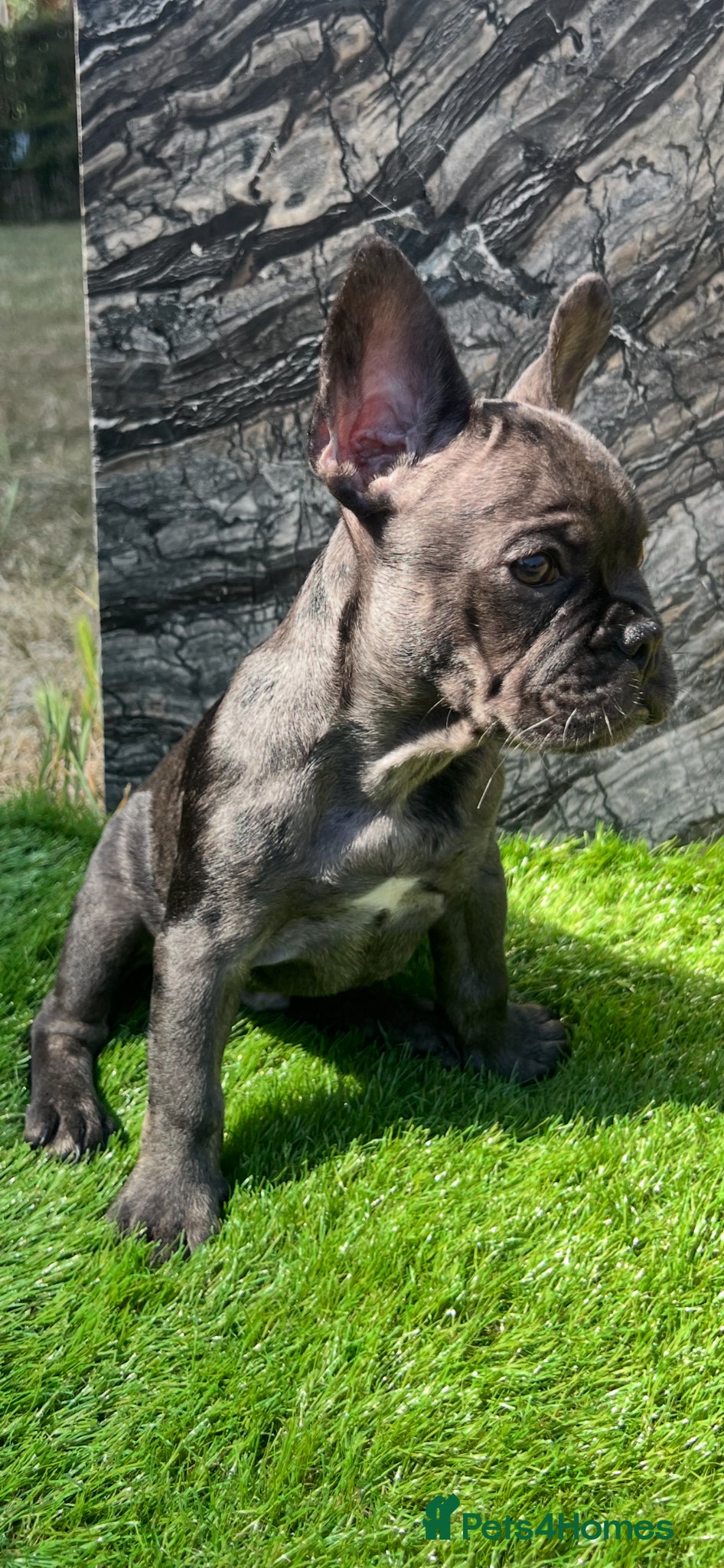 French Bulldog Puppy 3