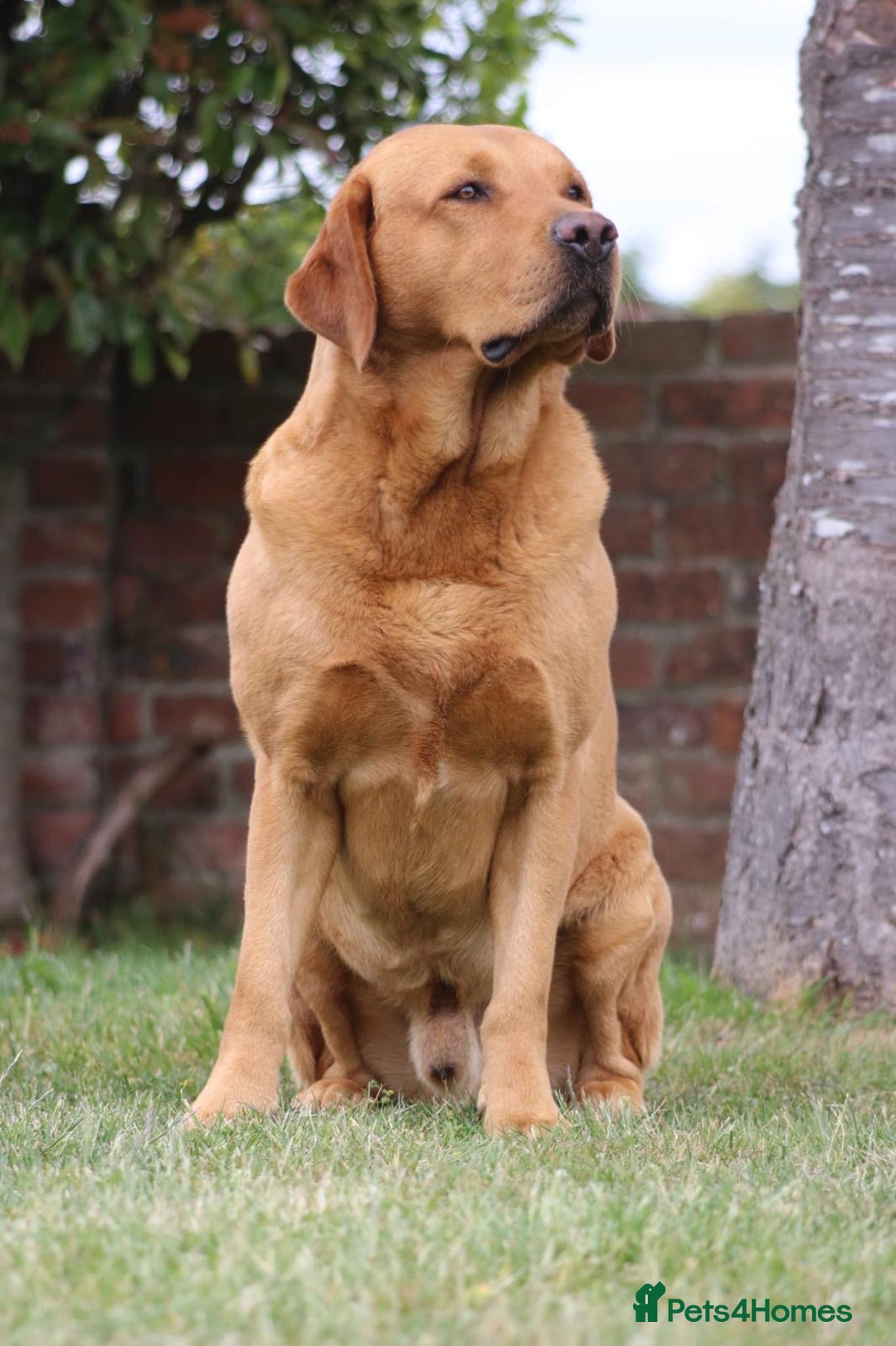 Labrador Retriever dogs for sale: Beautiful Black KC reg Labrador Puppies - Advert 6
