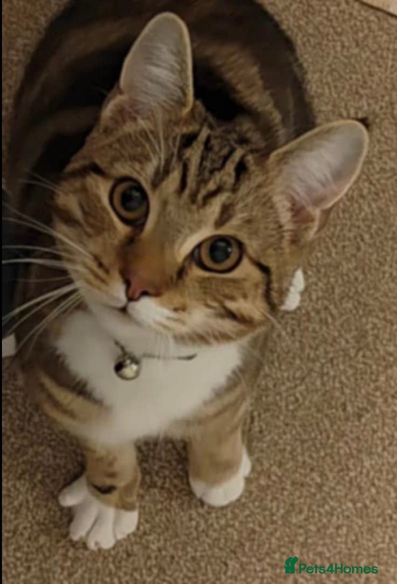 British Shorthair cats Tabby boy cat  - Advert 1