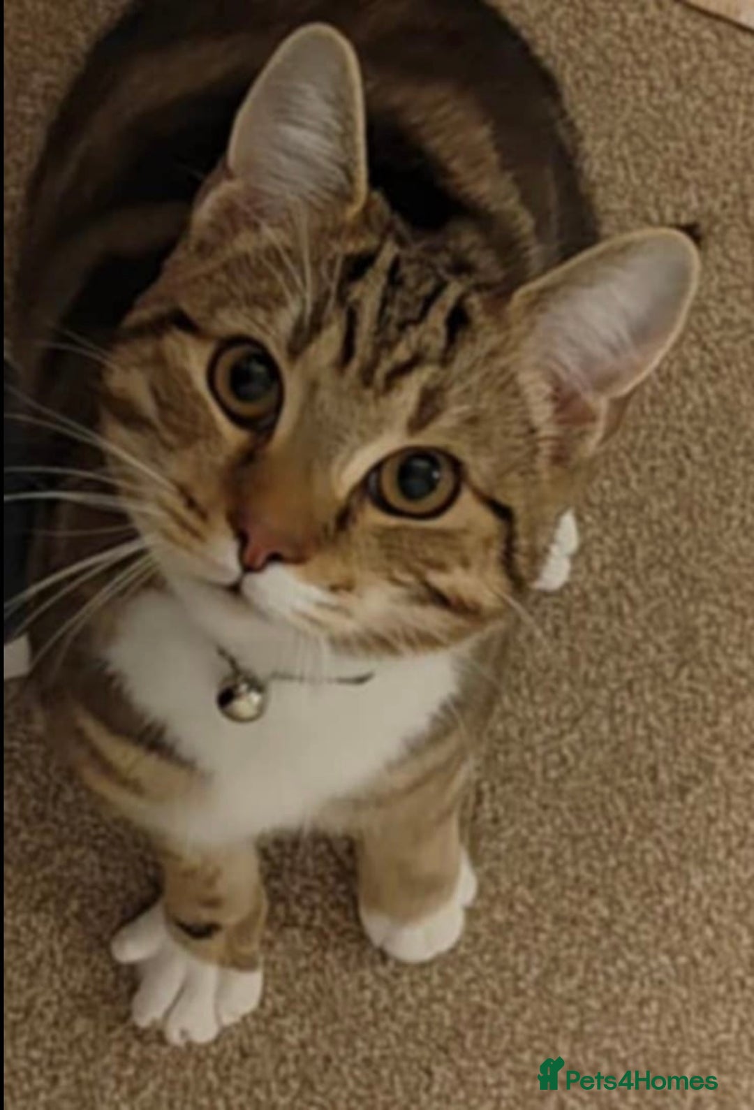 British Shorthair cats for sale: Tabby boy cat  - Advert 1