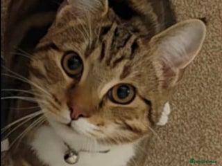 British Shorthair cats Tabby boy cat - Advert 1