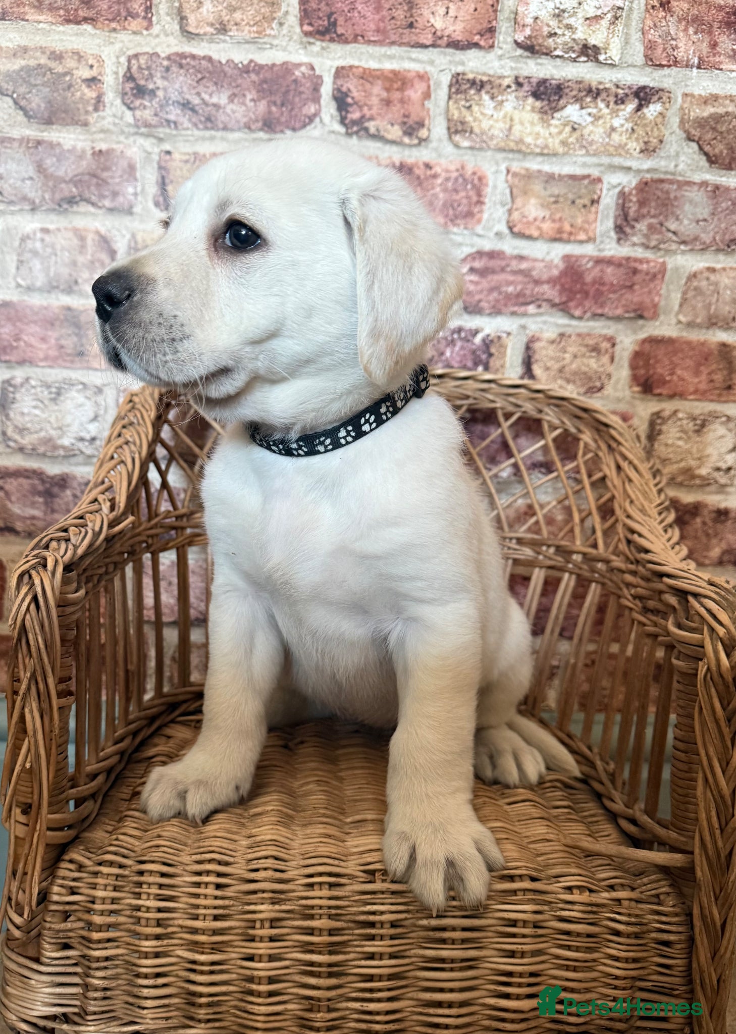 Labrador Retriever dogs 10 chunky Yellow/white labs 280 plus clear DNA - Advert 6