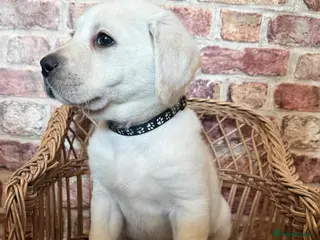 Labrador Retriever dogs 10 chunky Yellow/white labs 280 plus clear DNA - Advert 5