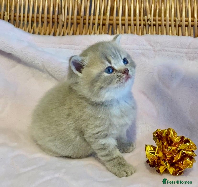 Scottish Fold cats 🧸😻CHAMPION LINE TICA ACTIVE SCOTTISH/BSH😻🧸 - Advert 1