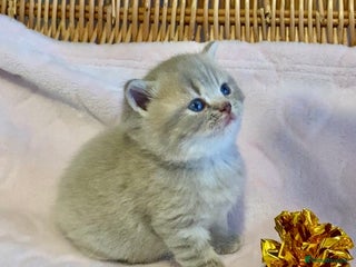 Scottish Fold cats 🧸😻CHAMPION LINE TICA ACTIVE SCOTTISH/BSH😻🧸 - Advert 1