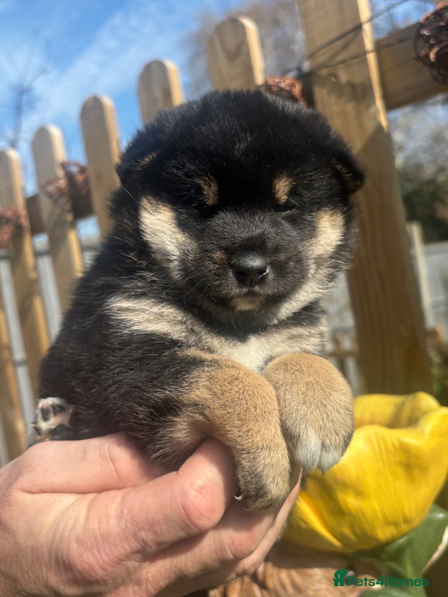 Japanese Shiba Inu dogs KC registered champion line Shiba Inu puppies  - Advert 1