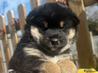 Japanese Shiba Inu dogs KC registered champion line Shiba Inu puppies - Advert 10